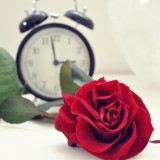红玫瑰 (12)
