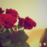 红玫瑰 (13)